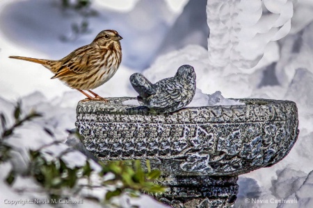 song sparrow in snow-1-2