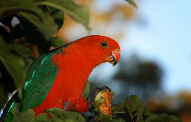 Pretty Apple Thief