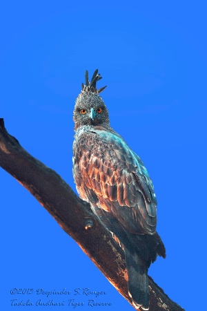 Changeable Hawk-Eagle (Spizaetus cirrhatus)-3