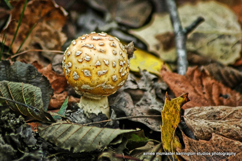 yellow fly agaric 