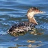 © Leslie J. Morris PhotoID # 14340397: Horned Grebe