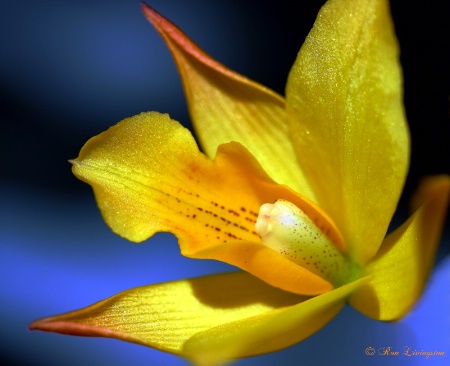 Little Yellow Orchid