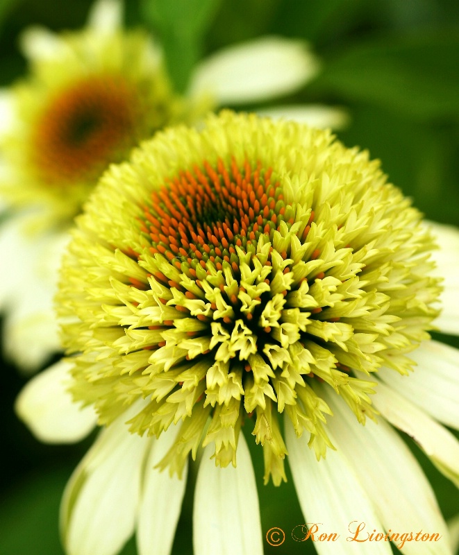 White Coneflowers