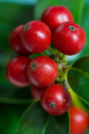 Holly Berries