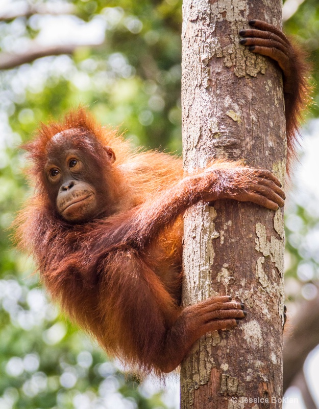 Juvenile Orangutan - ID: 14340689 © Jessica Boklan