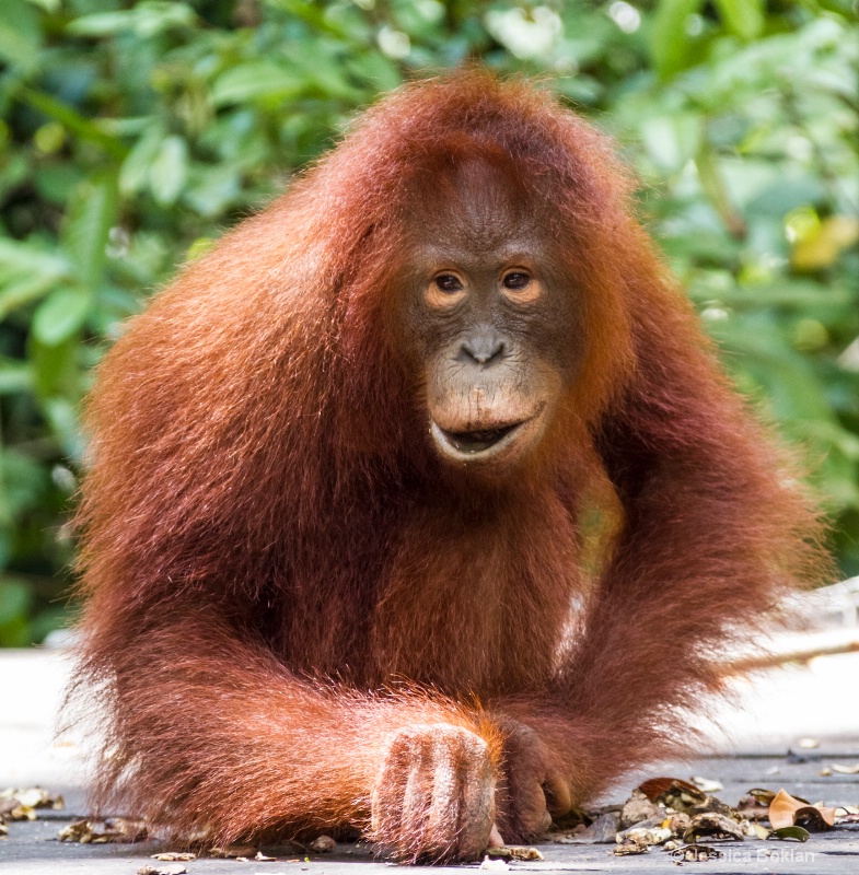 Juvenile Orangutan - ID: 14340690 © Jessica Boklan