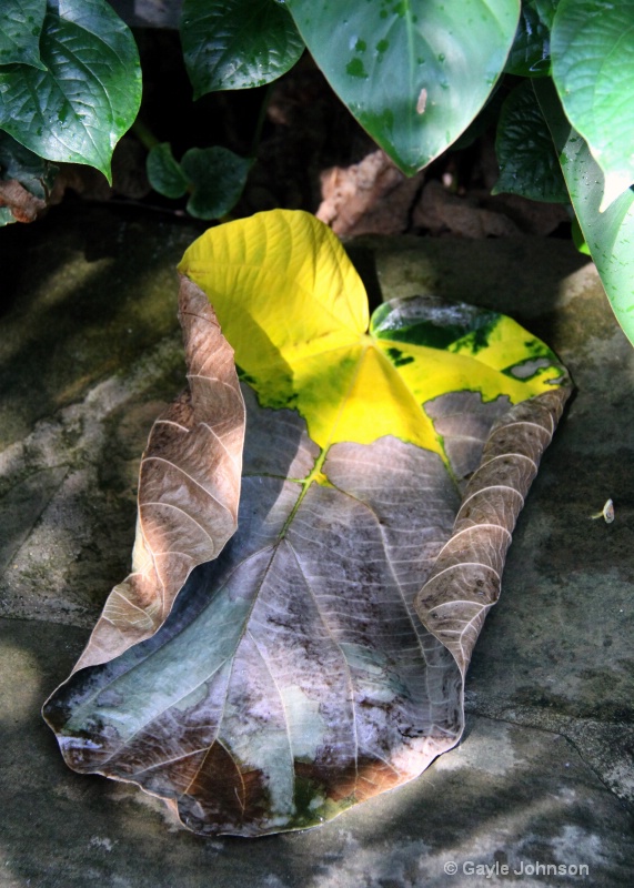 Decaying Leaf