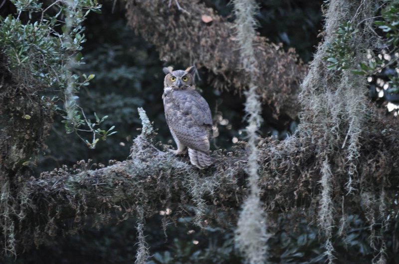 Owl in the Spanish Moss