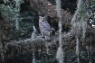 Owl in the Spanis...