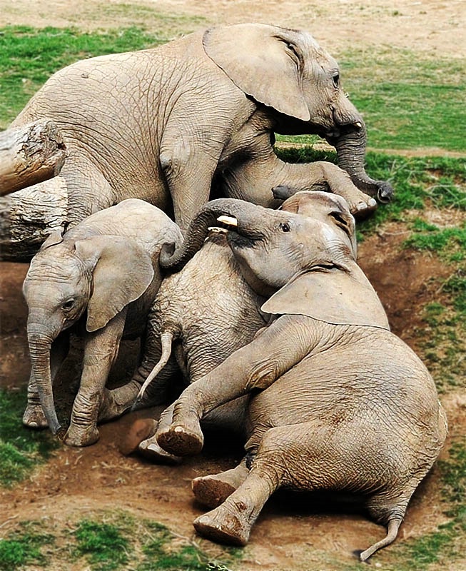 Mud Wrestling Team