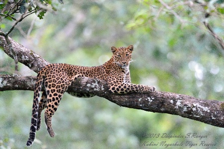 Leopard-Kabini Nagarahole Forest Reserve-India-1