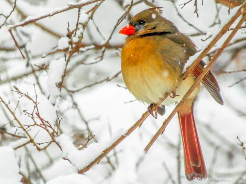 female cardinal in snow-1