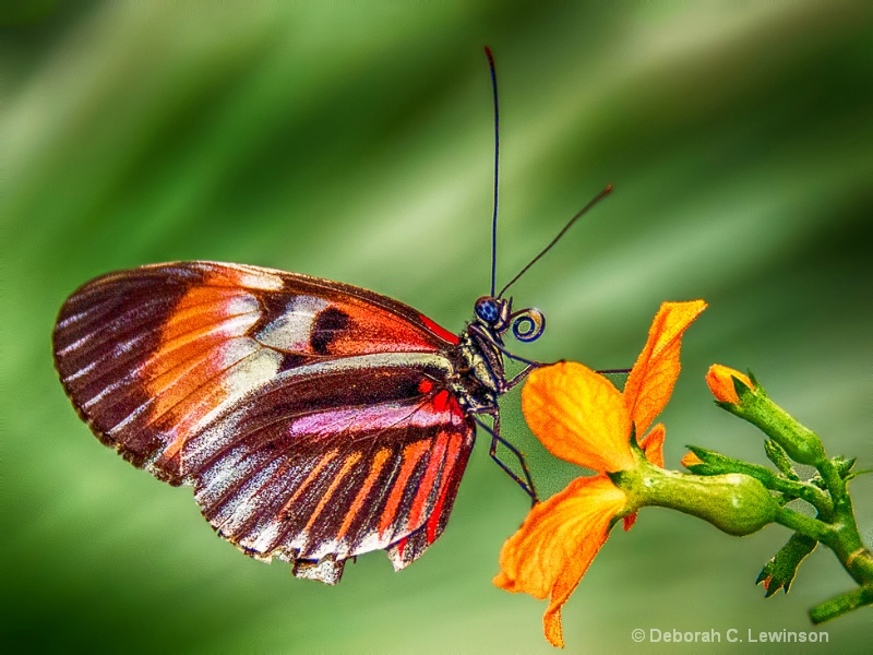 Seeking Nectar - ID: 14341954 © Deborah C. Lewinson