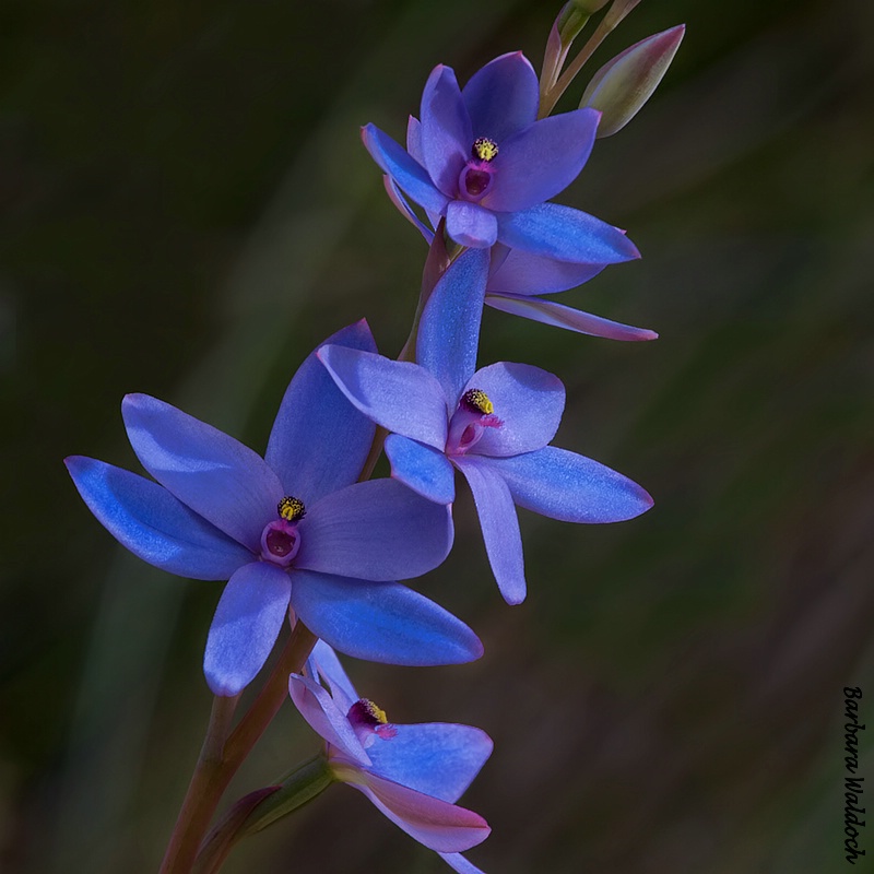 Blue Lady orchid