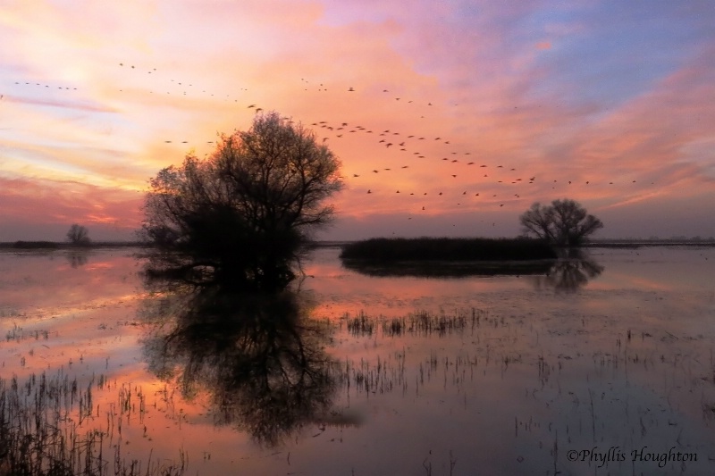 Cranes at Sunset