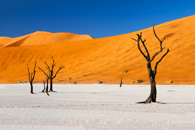 Camel Thorn Trees At The Dead Vlei.