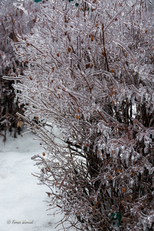a frozen bush