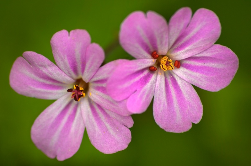 Wild Geranium Double