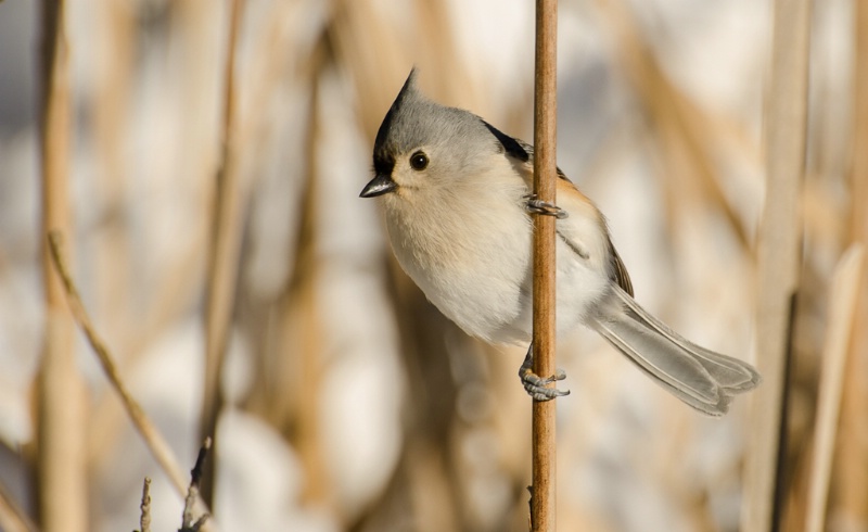 Tufted Titmouse in the reeds