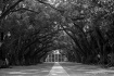 Oak Alley