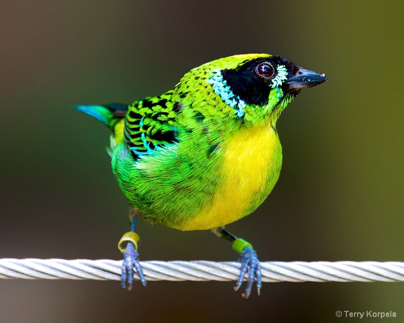Green and Gold Tanager  - ID: 14344079 © Terry Korpela