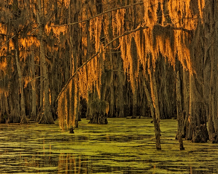 Sunset in the Swamp