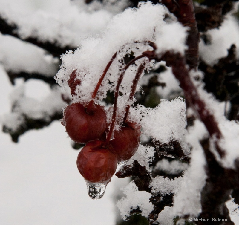 Icy Berries - ID: 14344411 © Michael K. Salemi