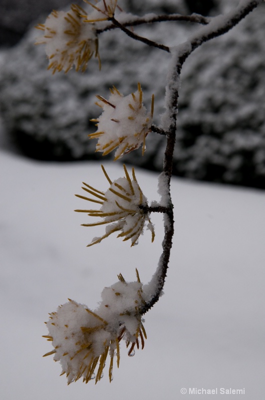 Snowy Branch - ID: 14344412 © Michael K. Salemi