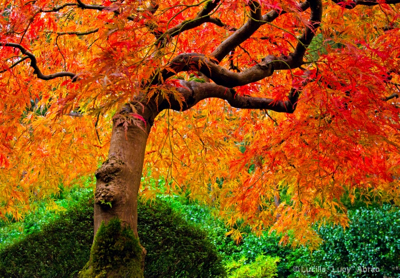 Portland Japanese Garden