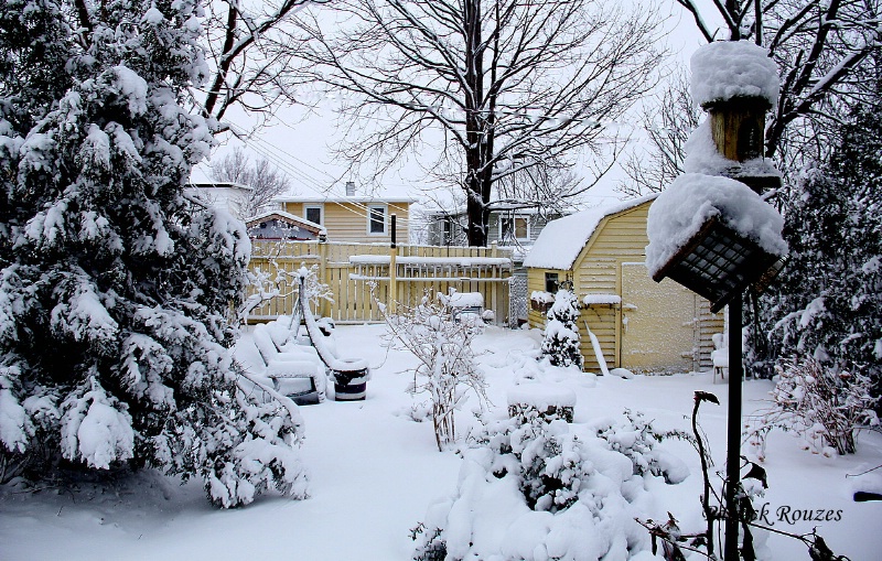 Winter Backyard