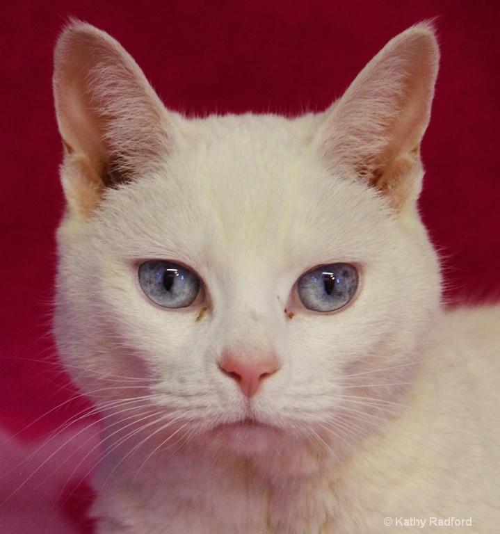 White Cat (2)