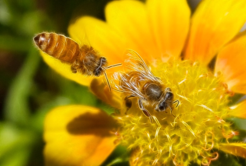 Bee Race  - ID: 14345581 © Fax Sinclair