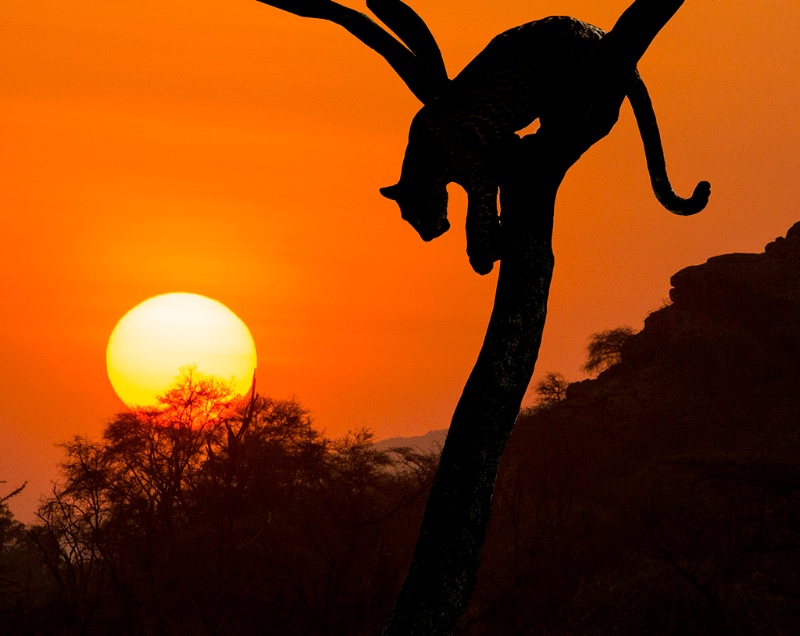 leopard sunset photo by dawn miller