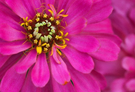 Love Zinnias