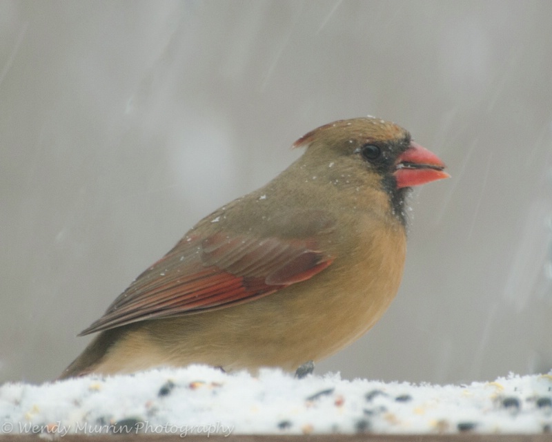 Female Cardinal in a Snowstorm