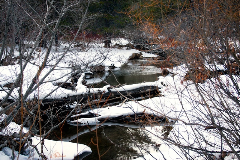 Peaceful Creek