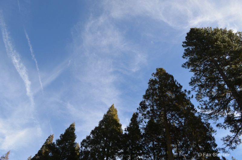 Trees Clouds - ID: 14346329 © Fax Sinclair