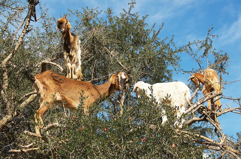 Climbing Goats