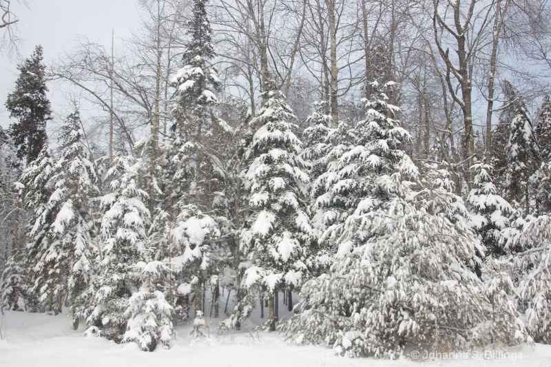 Roadside Trees - ID: 14346735 © Johanna S. Billings