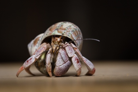 Hermie, my hermit crab