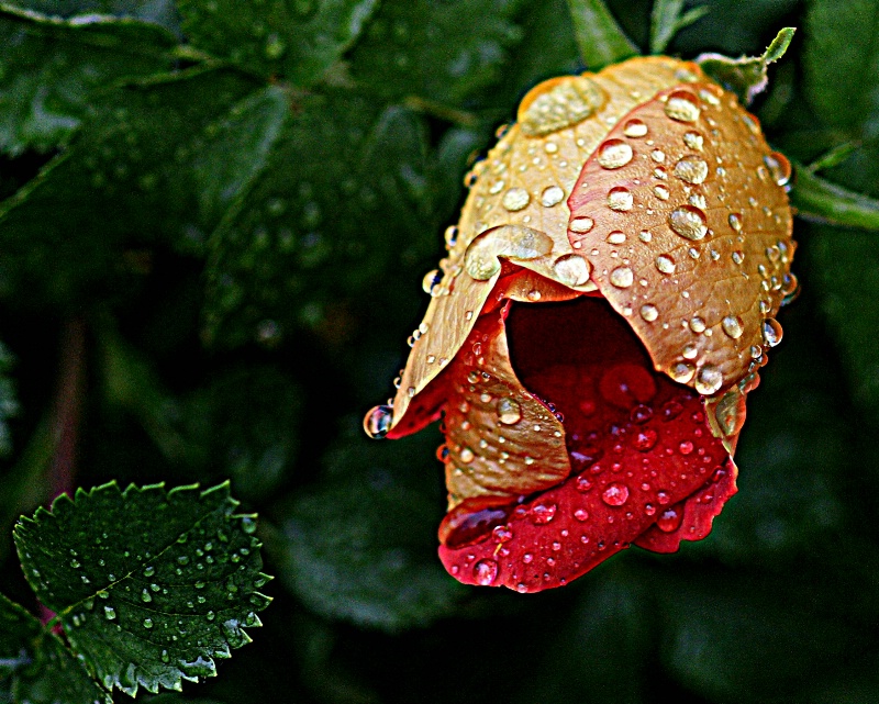 Rain kissed petals.