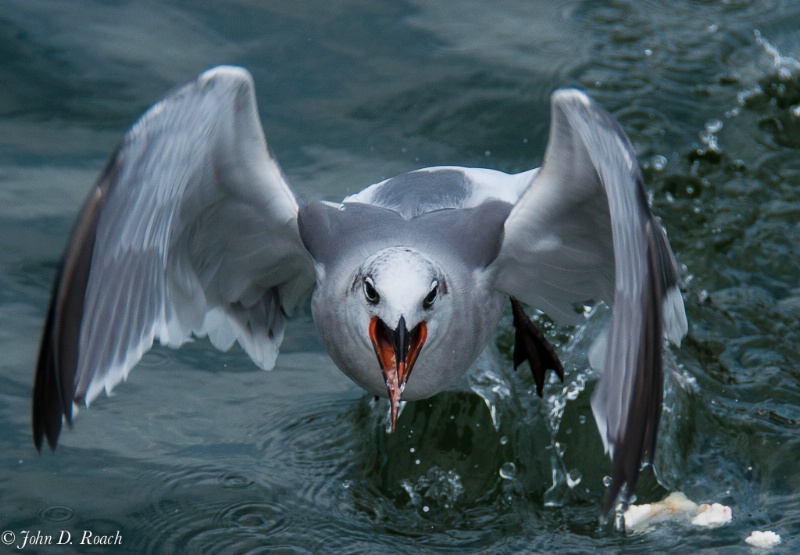 The Ravenous Gull #2 - ID: 14347027 © John D. Roach