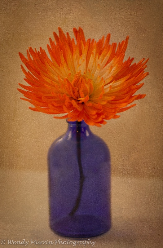 Orange Chrysanthemum in Blue