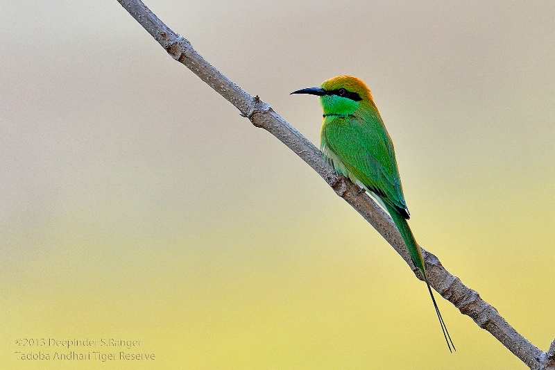 Small bee-eater (Merops orientalis)-5