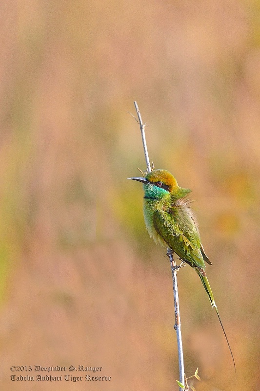 Small bee-eater (Merops orientalis)-4