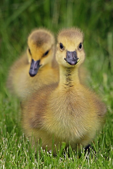 Gosling Siblings