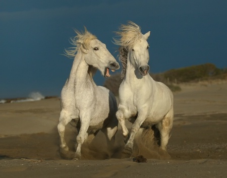 Pair of Whites