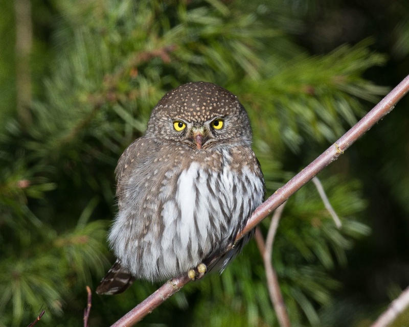 Northern Pygmy Owl - Dec. 8th, 2013 - ID: 14348775 © John Shemilt