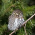 © John Shemilt PhotoID# 14348775: Northern Pygmy Owl - Dec. 8th, 2013
