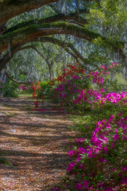 Magnolia Plantation